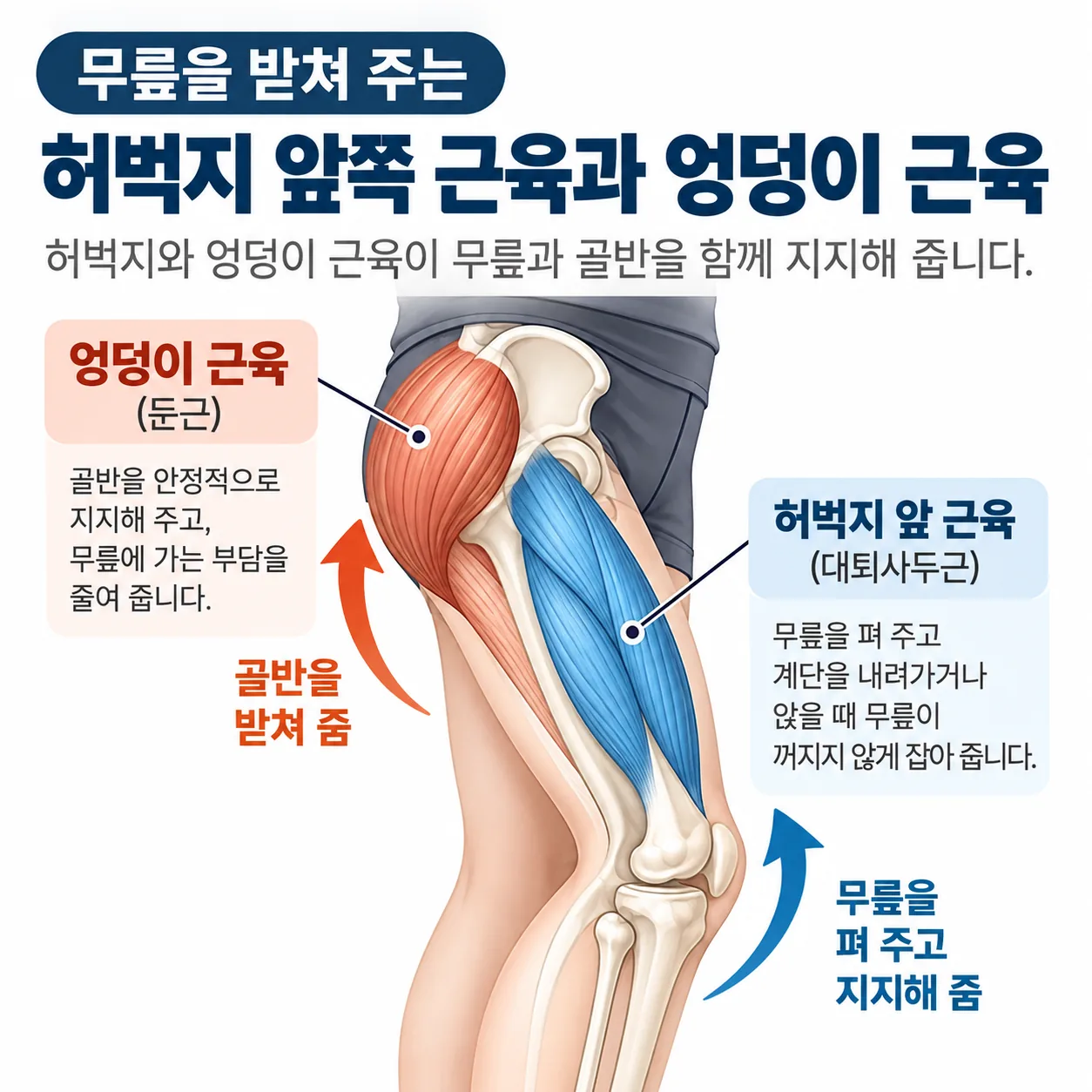 무릎을 받쳐 주는 허벅지 앞쪽 근육과 엉덩이 근육의 위치 도식